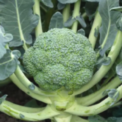 Brokuł Seceda F1 2500 nasion st